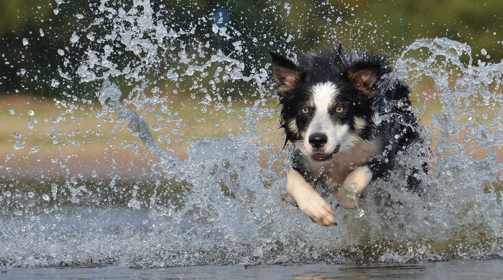 Image illustrant un chien cours dans l'eau