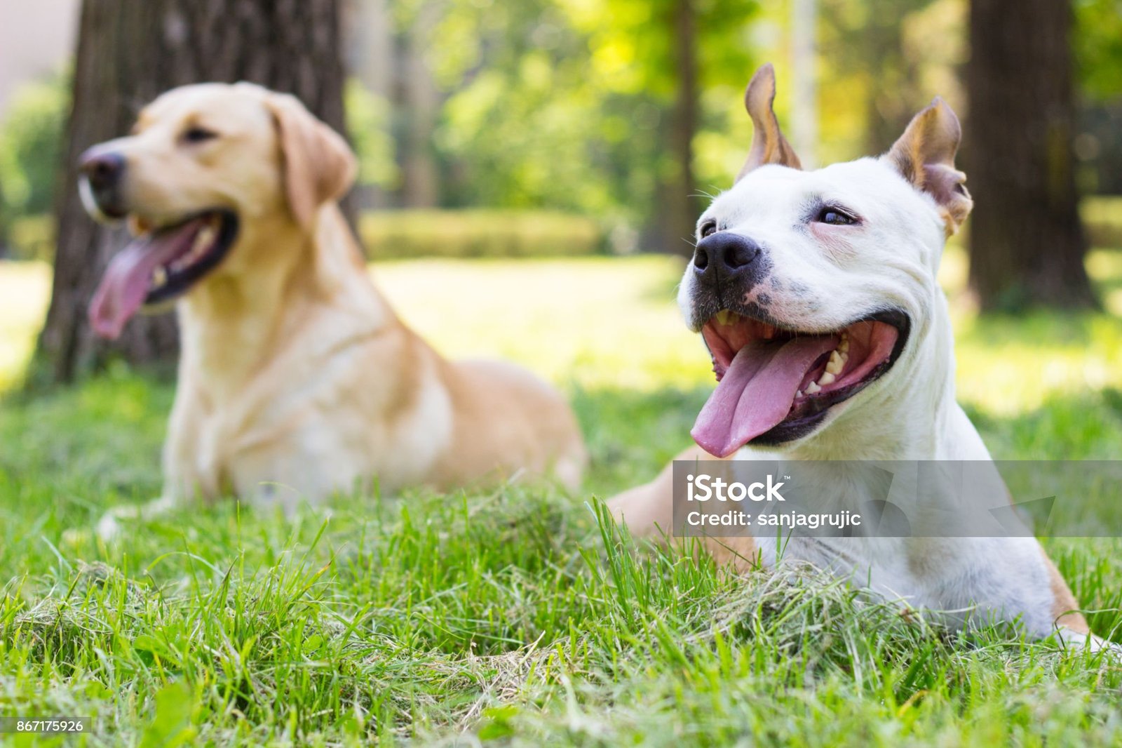 Un chien et son maitre dans un parc