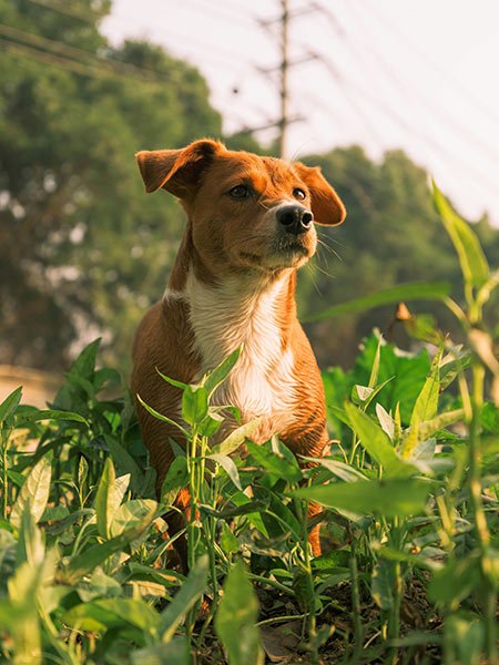 Chien regardant vers l'horizon en pleine nature