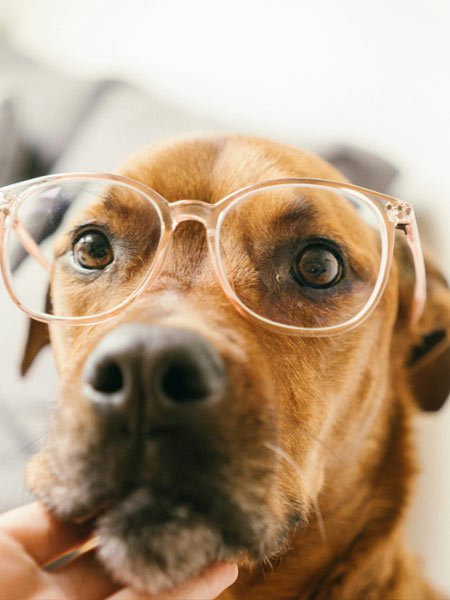 Chien regardant vers l'horizon en pleine nature