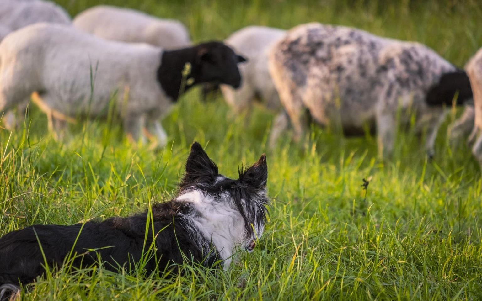 Image illustrant un chien cours dans l'eau