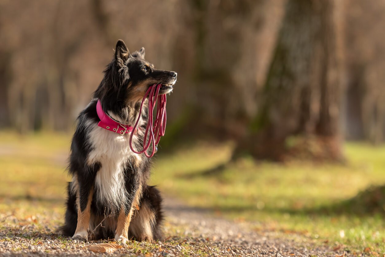 Un Golden Retriever avec laisse et harnais rouge en balade en forêt.