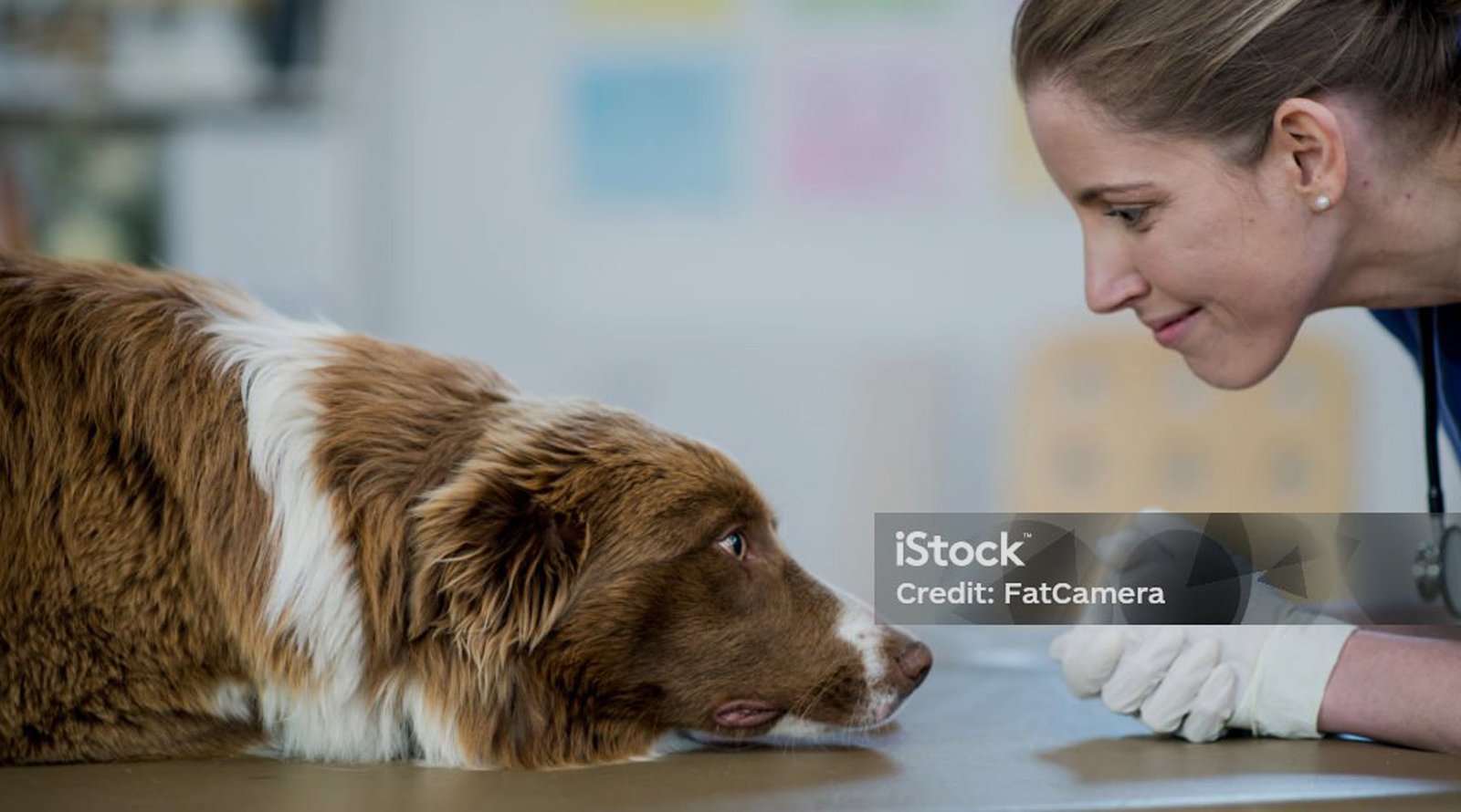 Chien regardant vers l'horizon en pleine nature