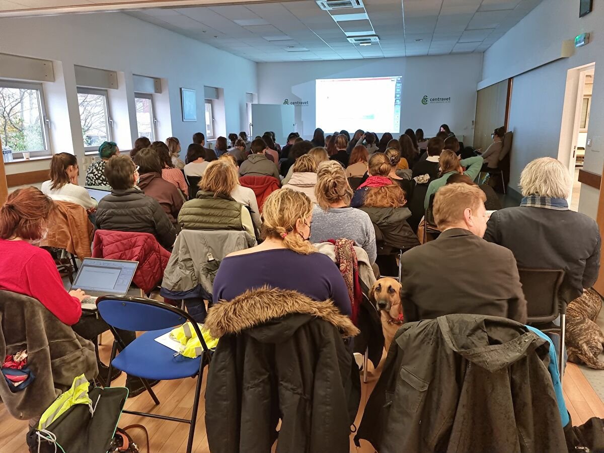 Chien regardant vers l'horizon en pleine nature