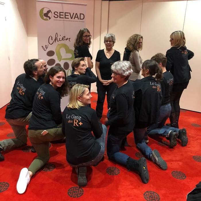 Chien regardant vers l'horizon en pleine nature