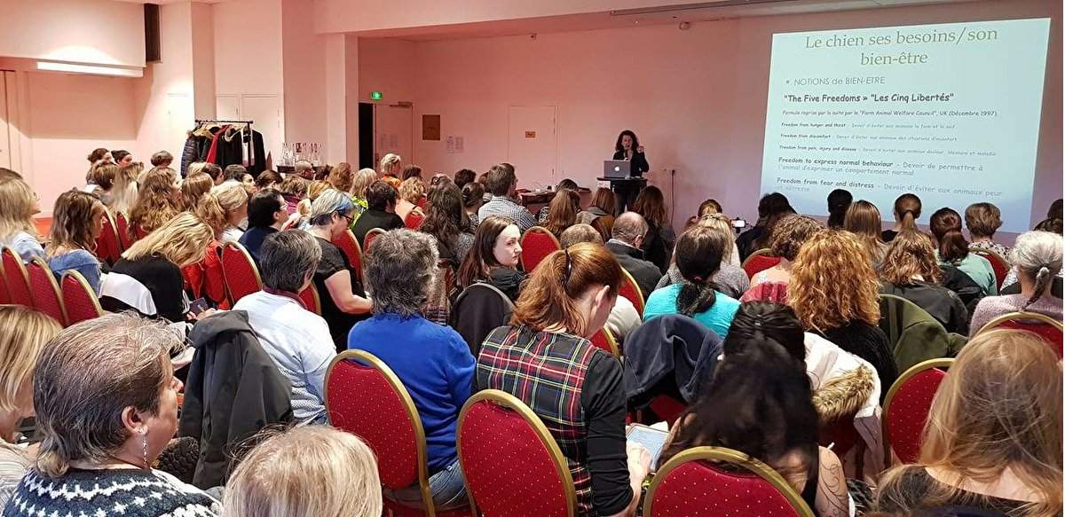 Chien regardant vers l'horizon en pleine nature