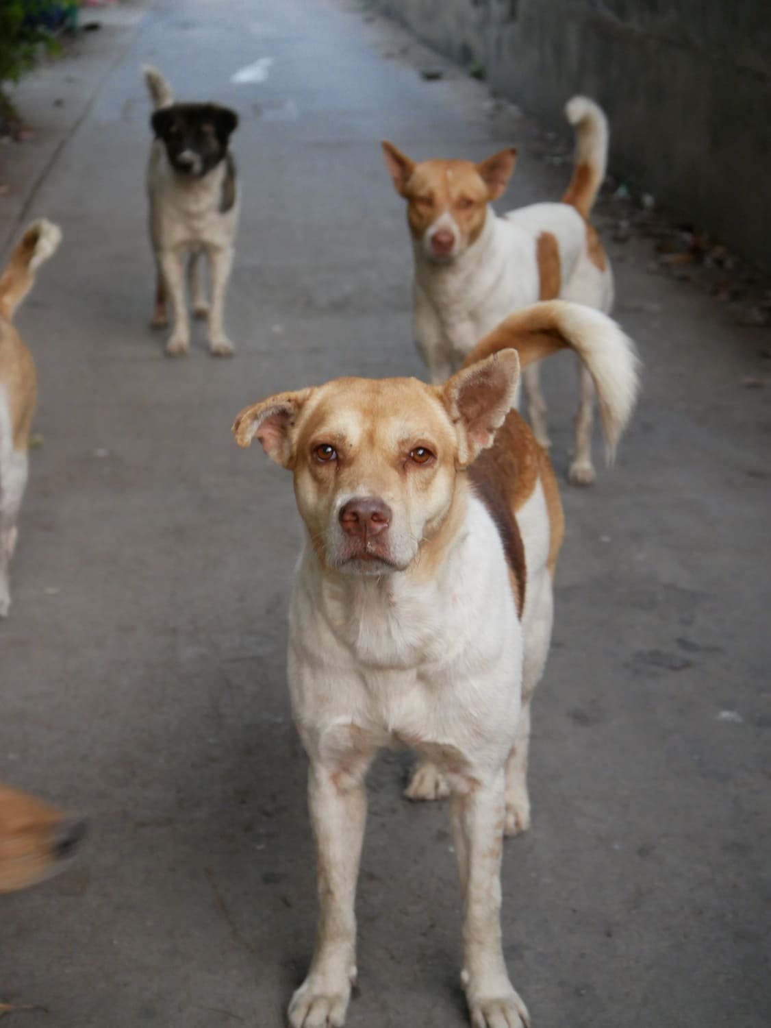 Chien regardant vers l'horizon en pleine nature
