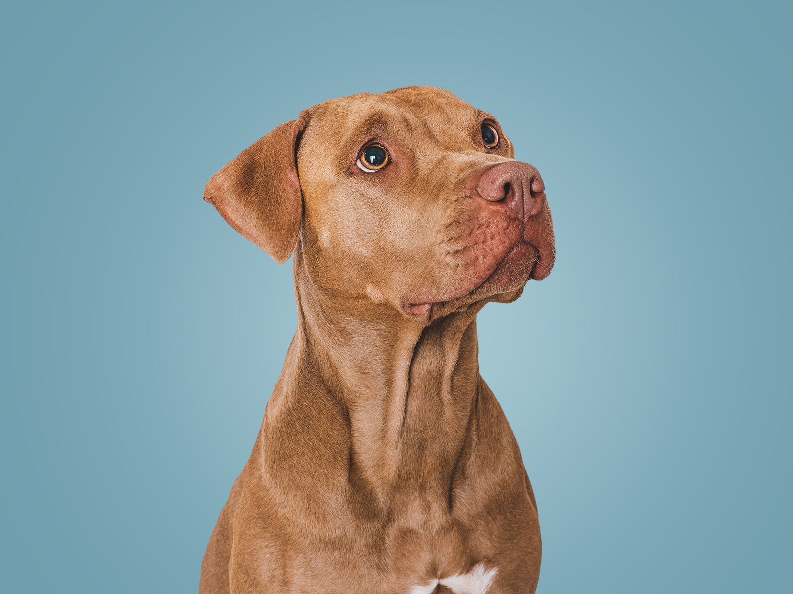 Chien regardant vers l'horizon en pleine nature