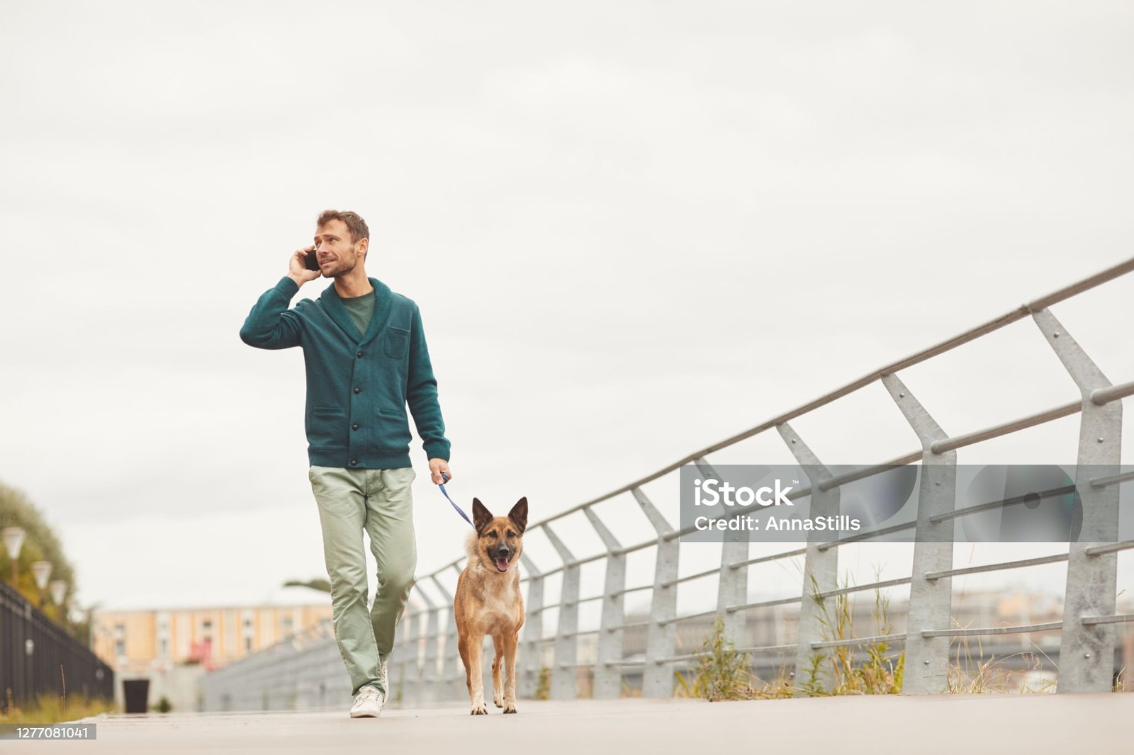 Chien regardant vers l'horizon en pleine nature