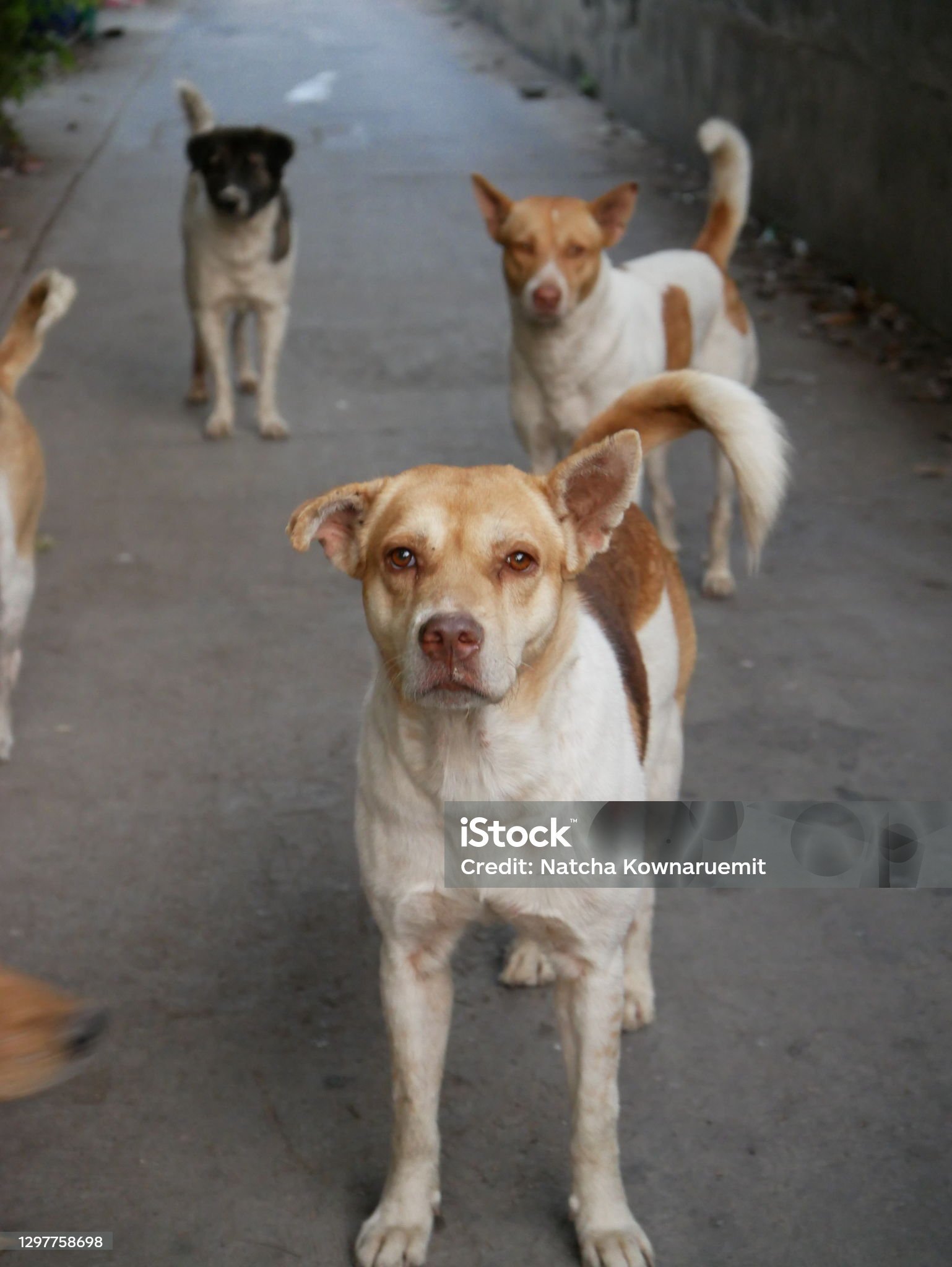 Chien regardant vers l'horizon en pleine nature