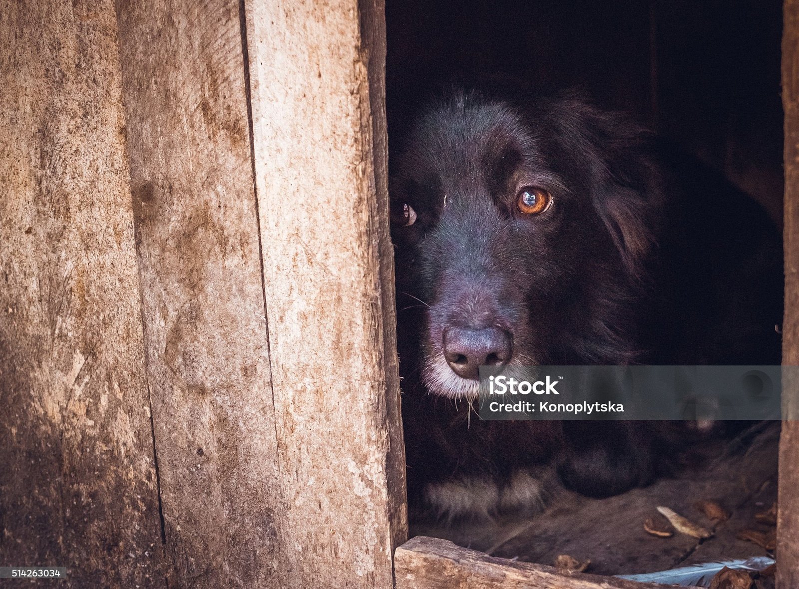 Chien regardant vers l'horizon en pleine nature