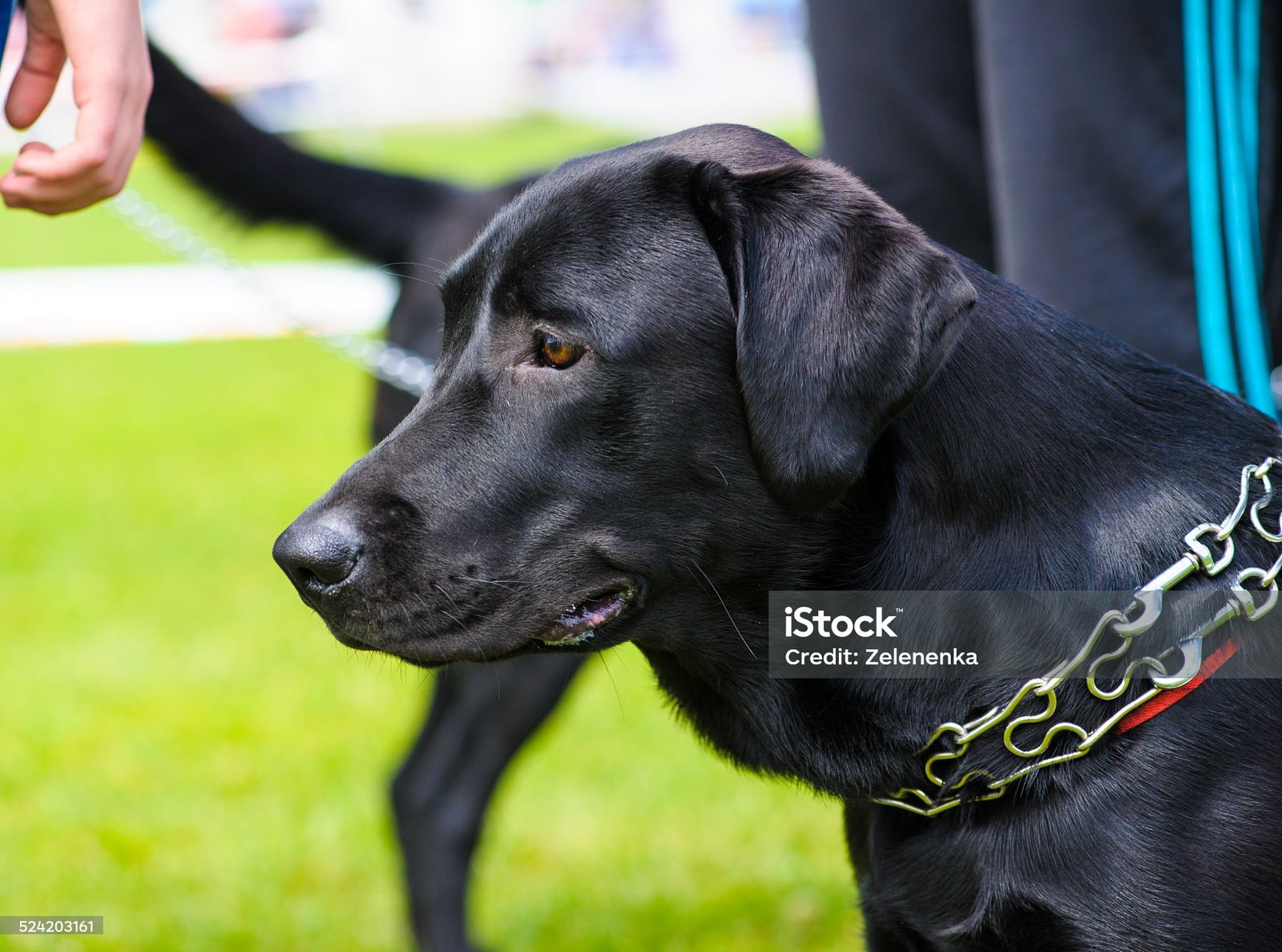 Chien regardant vers l'horizon en pleine nature