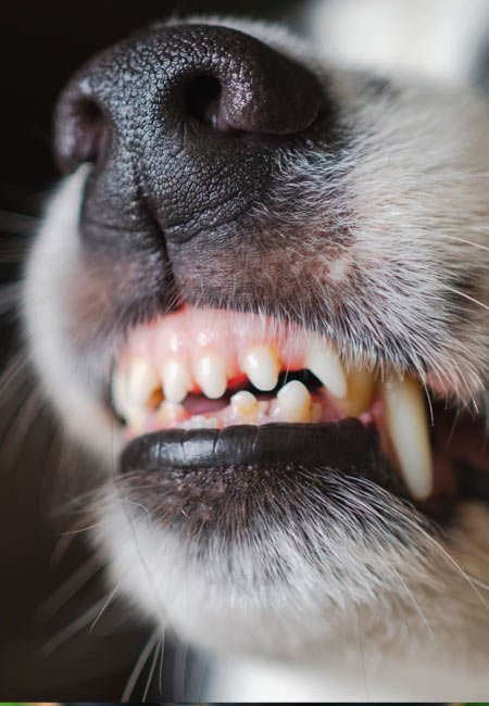 Chien regardant vers l'horizon en pleine nature