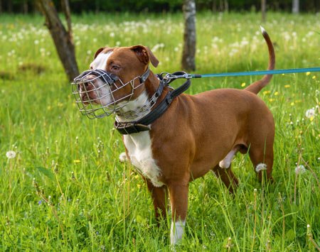 Chien regardant vers l'horizon en pleine nature