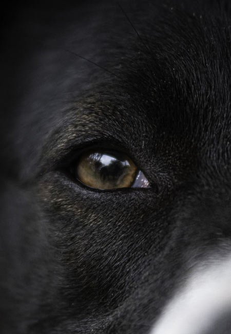 Chien regardant vers l'horizon en pleine nature