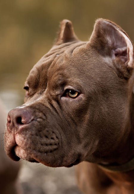 Chien regardant vers l'horizon en pleine nature