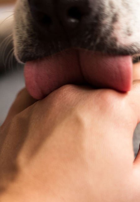 Chien regardant vers l'horizon en pleine nature