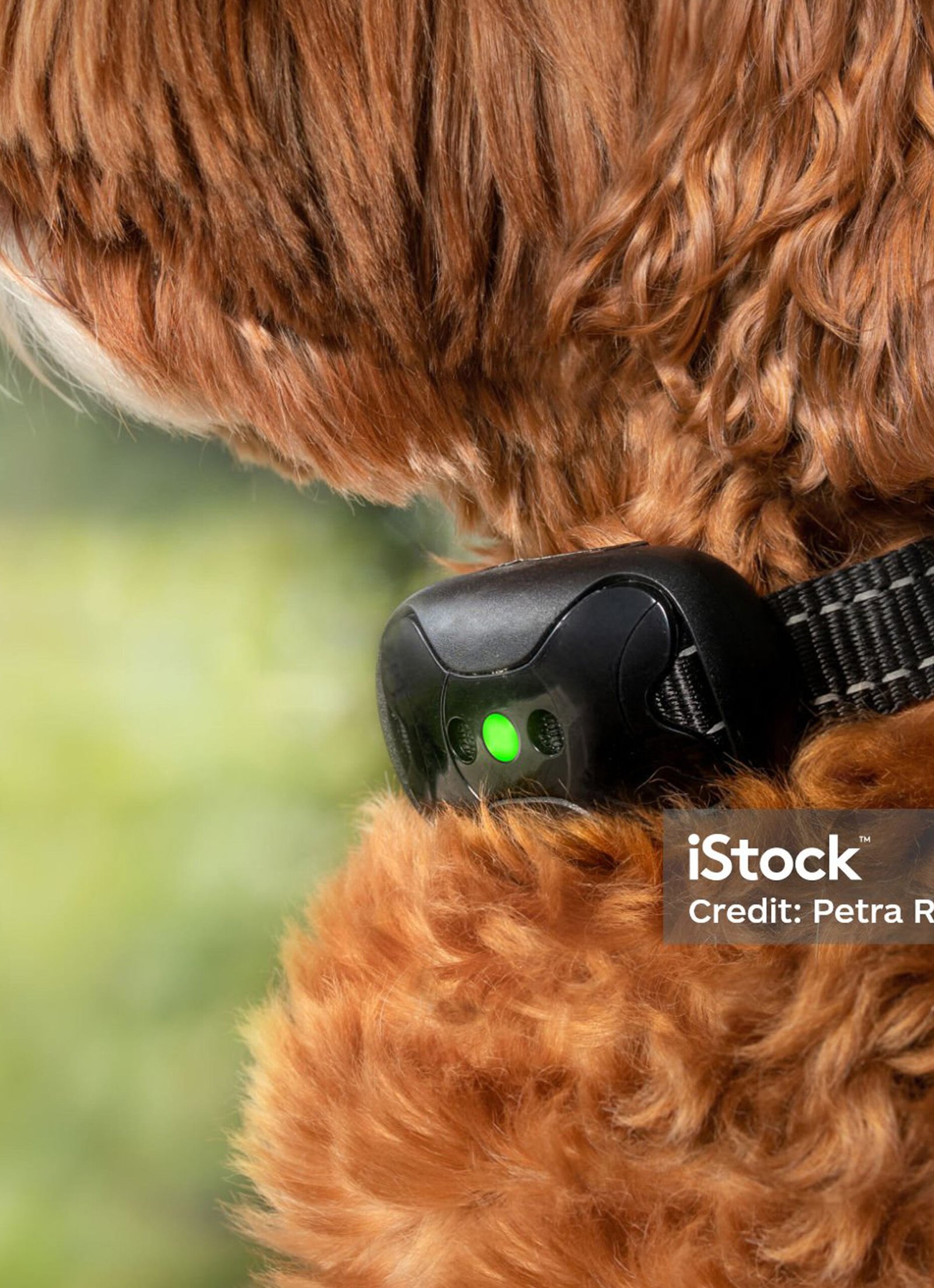 Chien regardant vers l'horizon en pleine nature