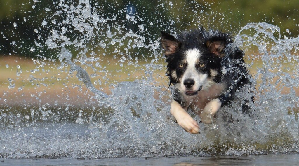 Image illustrant un chien cours dans l'eau
